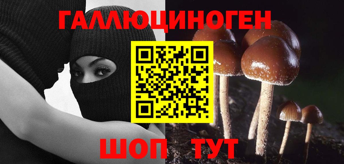 Королёв  Псилоцибиновые грибы мицелий  Вход с VPN  Псилоцибиновые грибы прущие грибы 